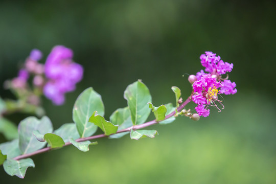 紫薇花