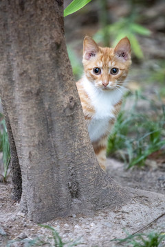 大眼睛橘猫萌宠