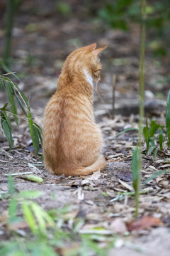 小橘猫