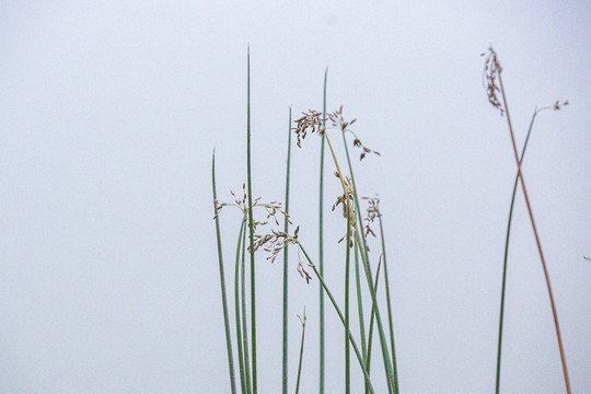 水竹芋