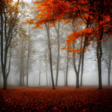 晨雾中的秋天森林