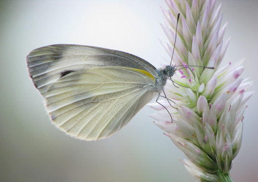 青葙花上吸食花蜜的一只菜粉蝶