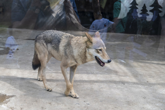 动物园玻璃窗里的一只狼