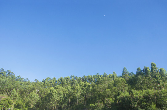 山峦桉树林风景