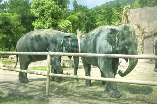 杭州动物世界亚洲象园