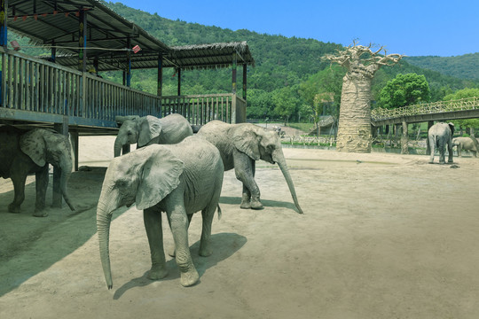 杭州动物世界非洲象园