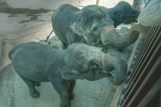 杭州动物世界亚洲象园