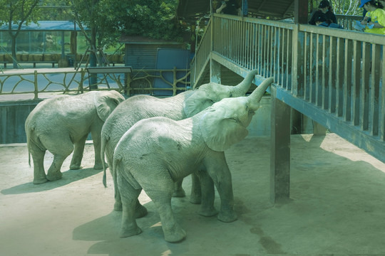 杭州动物世界非洲象园