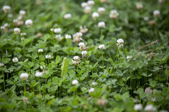 花草蜜蜂植物