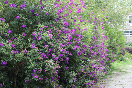 紫色花丛凤仙花