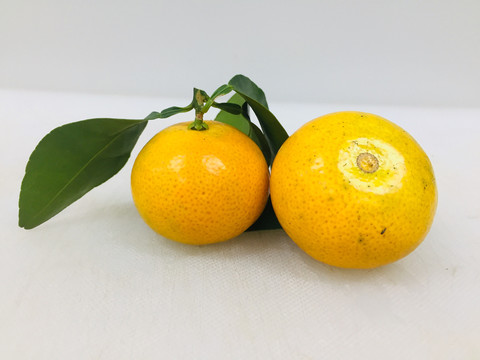 金秋砂糖橘