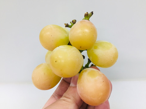 妮娜皇后葡萄