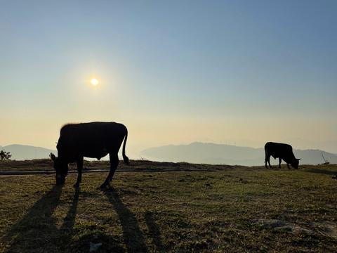 落日天空动物风景牛吃草