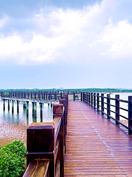 水东湾情人桥海滨公园红树林