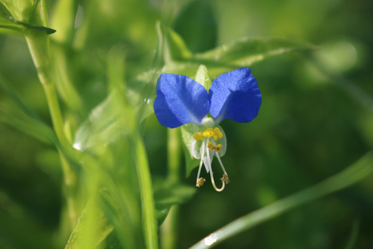 野花