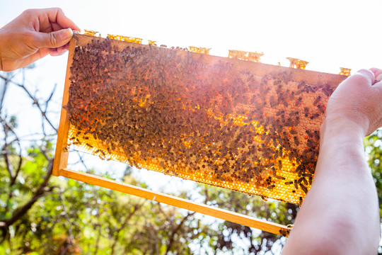养蜂架上的蜂巢蜂蜜