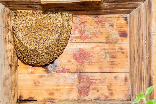 野生蜜蜂巢