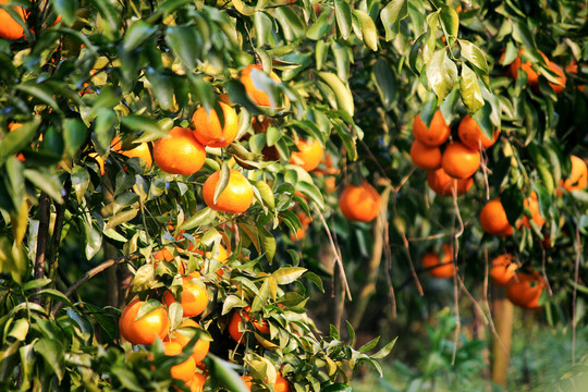 橘柑果园