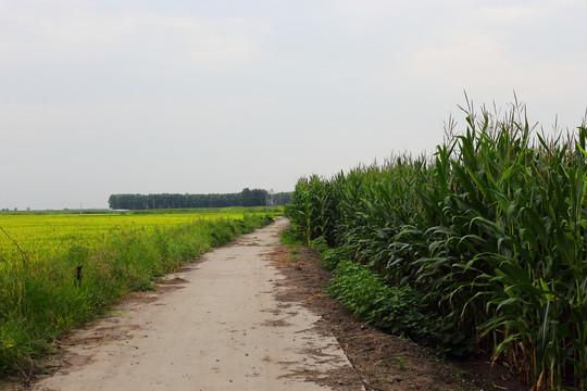 乡间小路