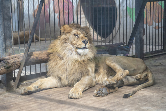鞍山动物园的一只半坐的狮子