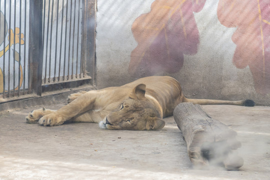 动物园里的一只在睡觉的狮子