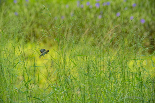 苇草丛中的小鸟