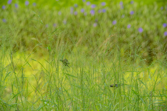 苇草丛中的小鸟