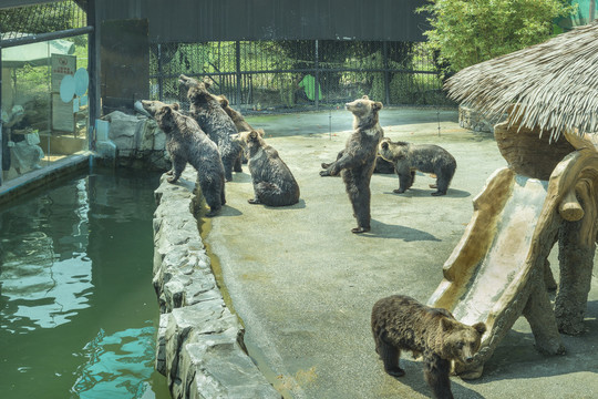 湖州动物世界熊园