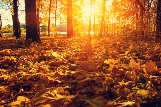 树林落叶秋季唯美背景
