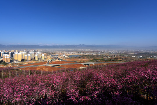 保山樱花