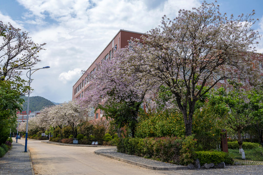 大学校园