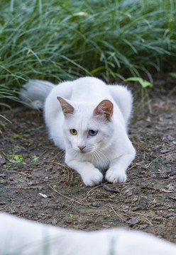 颐和园里的小野猫