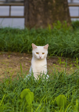 颐和园里的小野猫