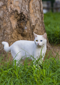 颐和园里的小野猫