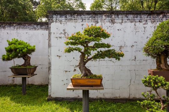 鲍家花园盆景