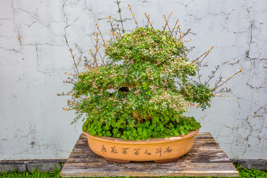 鲍家花园盆景