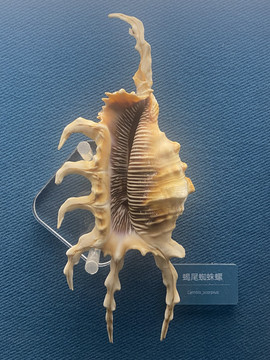 蝎尾蜘蛛螺