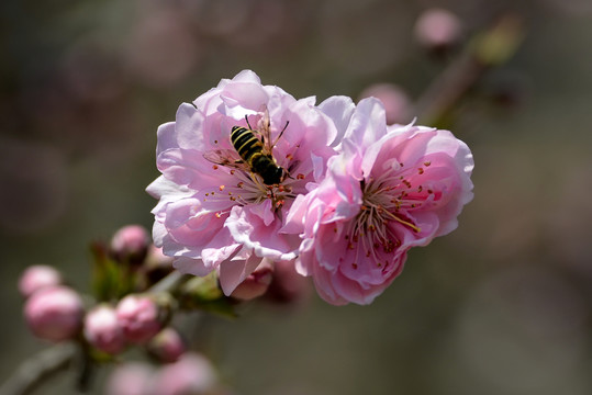 樱花特写