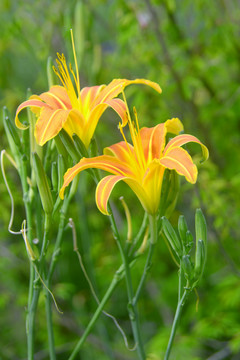 农作物黄花菜