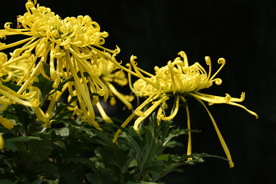 黄色菊花