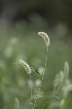 狗尾草