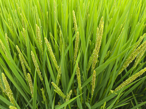 有机绿稻田