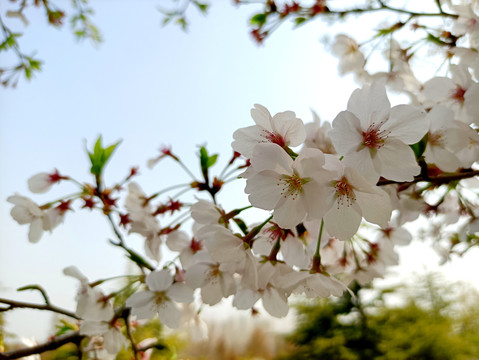 樱花