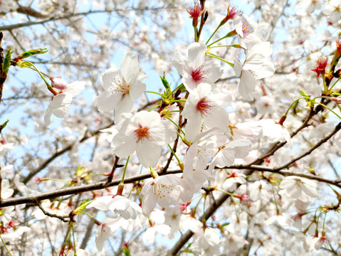 樱花