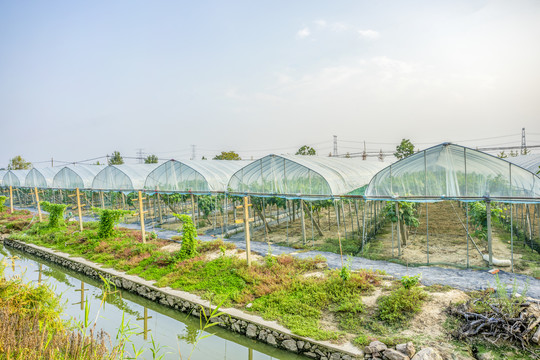 葡萄种植采摘园