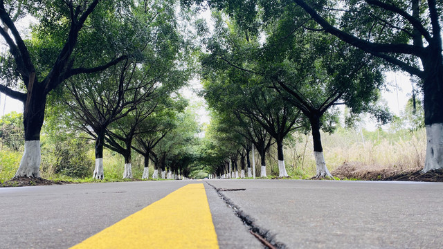 林荫大道