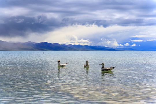 西藏拉萨纳木措咸水湖棕头鸥