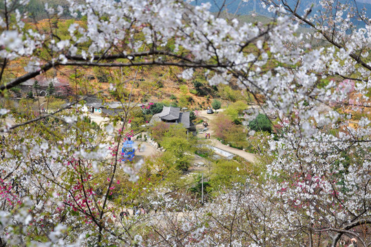 新丰樱花峪