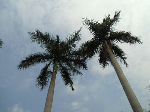 椰子树棕榈树椰树