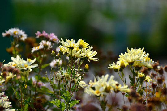 菊花